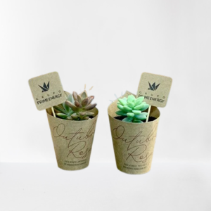 Plantinhas Suculentas Personalizadas - Com Tag