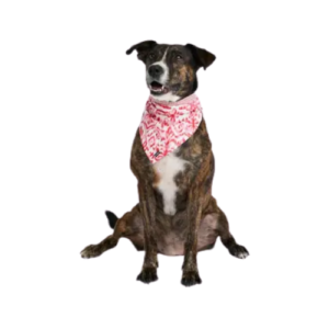 bandana-cachorro-gato-ajustavel-tecido-premium