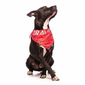 Bandana Pet Personalizada para Brinde Promocional e Pet Shop